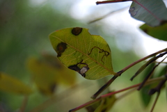 Stigmella pyri