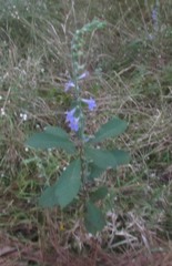 Lobelia reverchonii