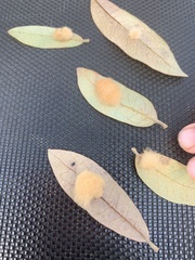 Druon quercuslanigerum