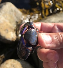 Petrolisthes violaceus