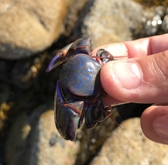 Petrolisthes violaceus