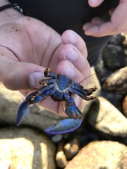 Petrolisthes violaceus