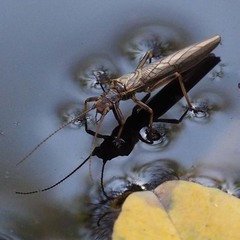 Leuctridae