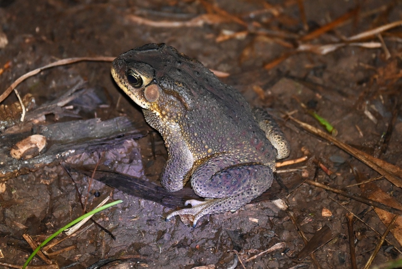 Indian Common True Toad