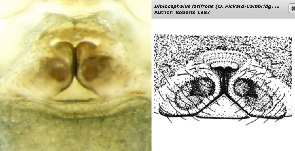 Diplocephalus latifrons