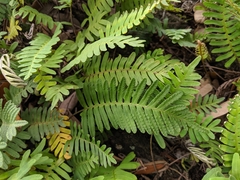 Pleopeltis michauxiana