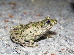 Parsley Frog photo 1