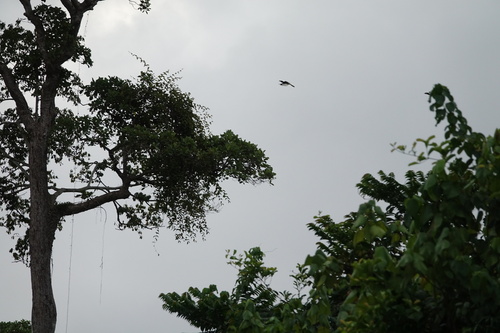 Piping Hornbill