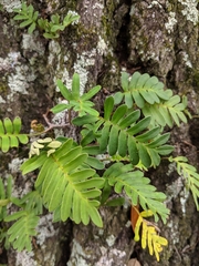 Pleopeltis michauxiana
