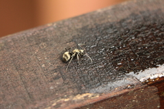 Polyrhachis illaudata