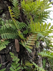 Pleopeltis michauxiana