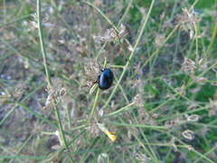 Chrysolina vernalis