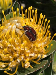 Trichostetha capensis capensis