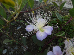 Capparis