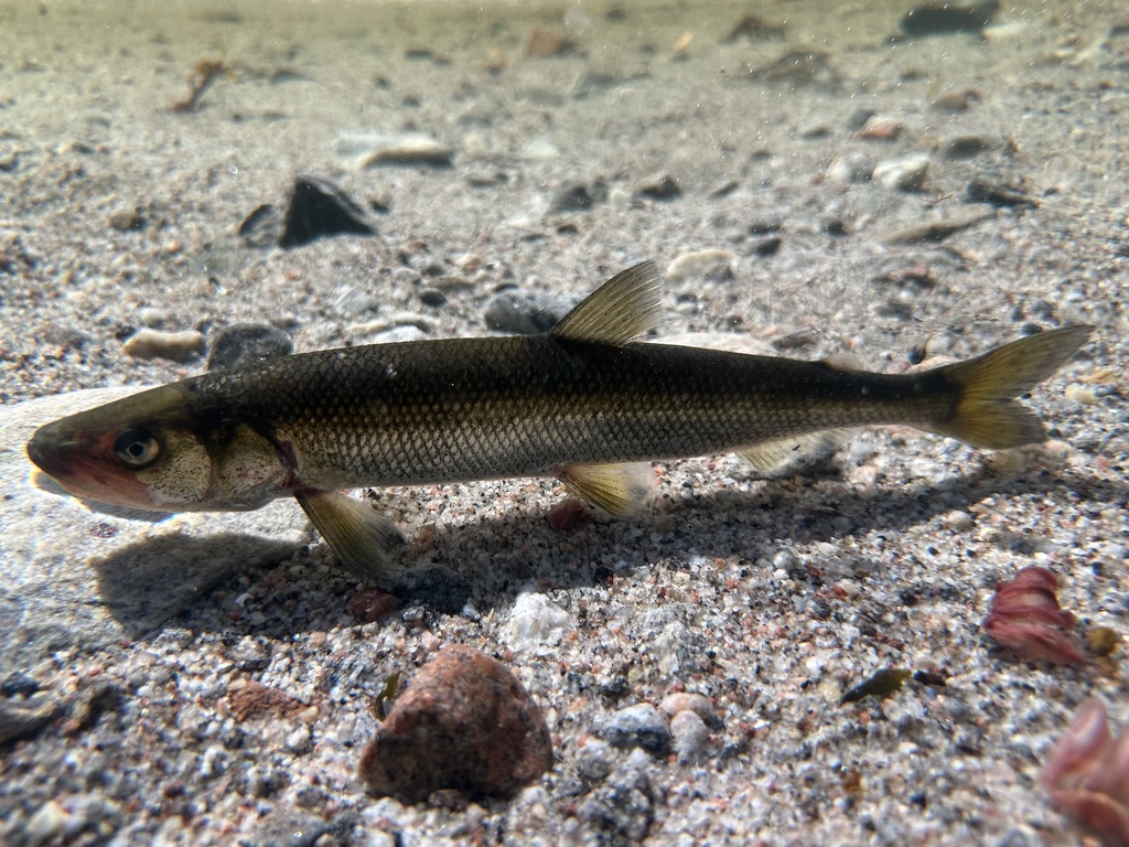 European smelt (Osmerus eperlanus) — Osmeridae