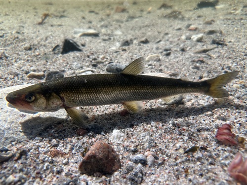 European smelt (Osmerus eperlanus) — Osmeridae
