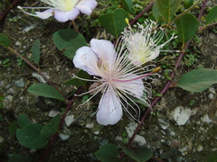 Capparis