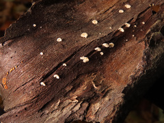 Crepidotus versutus