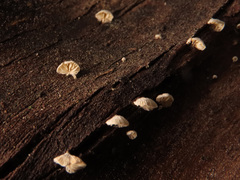 Crepidotus versutus