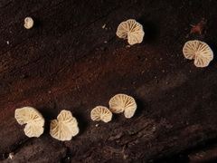 Crepidotus versutus
