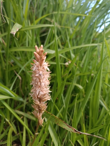 Metanarthecium luteoviride, photograph 6