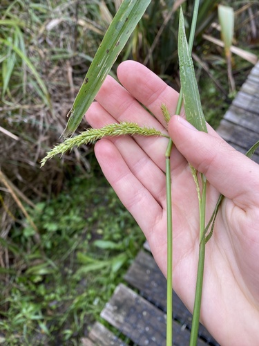 Echinochloa crus-pavonis, 2025-07-01