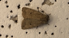 Nudorthodes variabilis