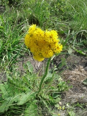 Berkheya umbellata