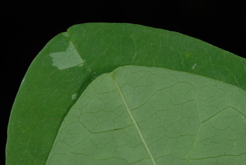 Image of Passiflora filipes by (c) Douglas Goldman, some rights reserved (CC BY-SA)