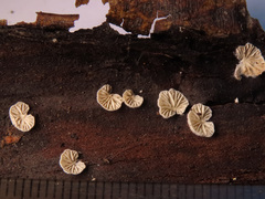 Crepidotus versutus