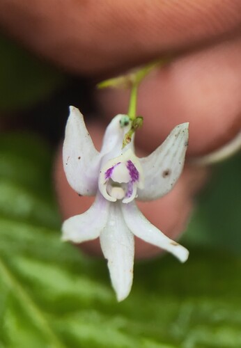 Dendrobium anamalayanum Chandrab., V.Chandras. & N.C.Nair