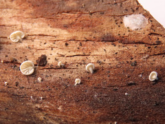 Crepidotus versutus
