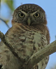 Glaucidium siju