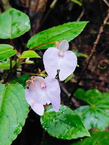 Heart-Leaf Balsam (Impatiens cordata)