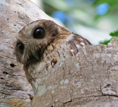 Margarobyas lawrencii