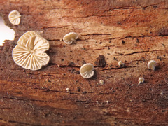 Crepidotus versutus