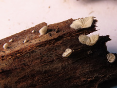 Crepidotus versutus