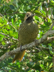 Colaptes fernandinae