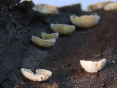 Crepidotus versutus