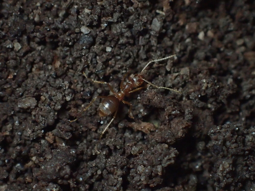 Pseudolasius australisPseudolasius australis