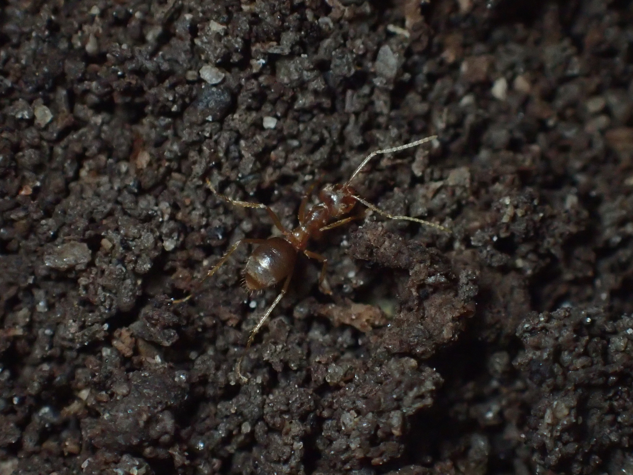 Pseudolasius australis