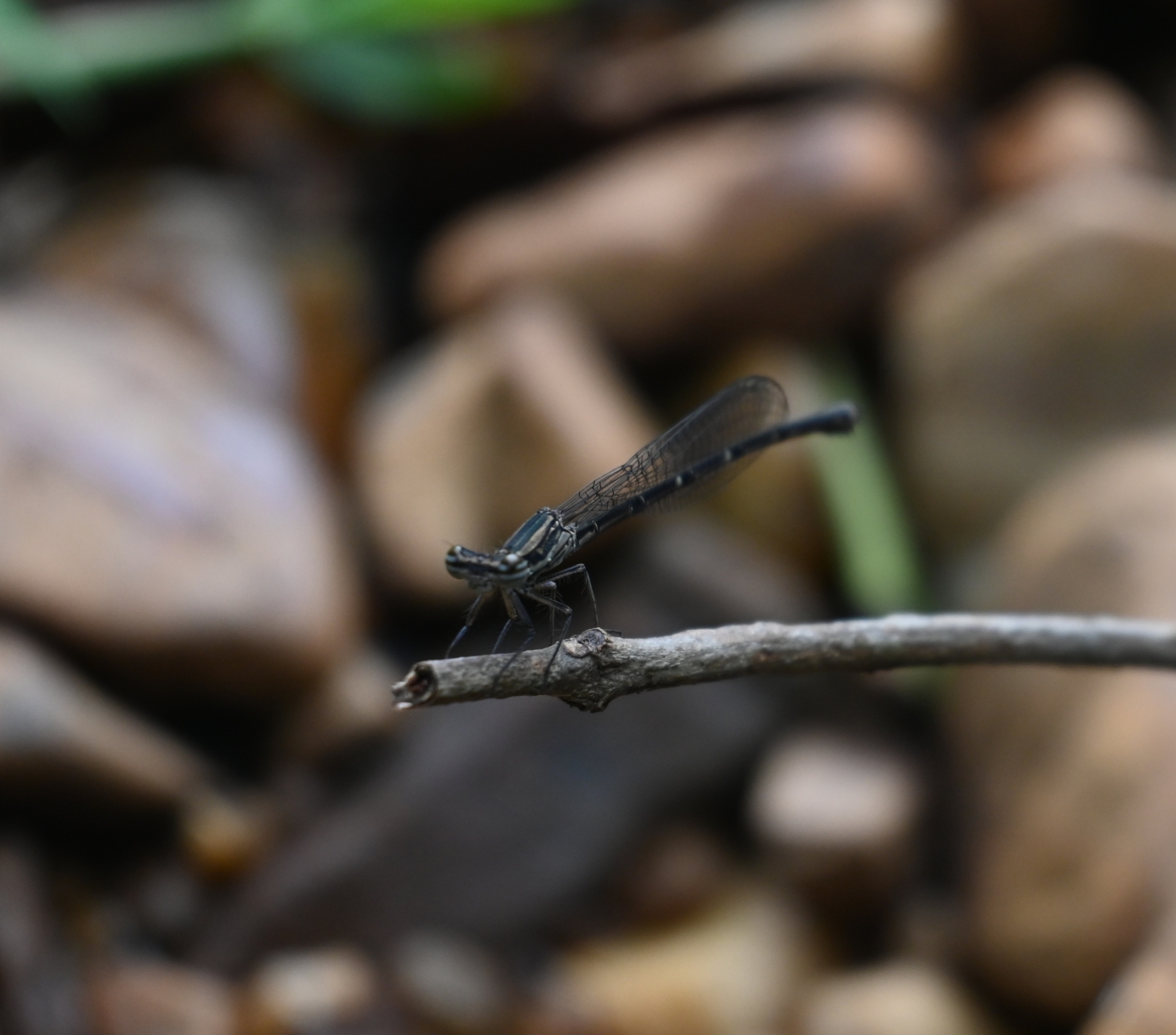 Black-Banded Threadtail