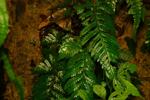 Tectaria kusukusensis iNat (1)