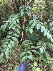 Toxicodendron striatum