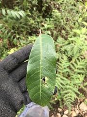 Toxicodendron striatum