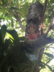 Billbergia pyramidalis