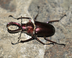 Sphaenognathus bellicosus