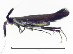 Coleophora mayrella