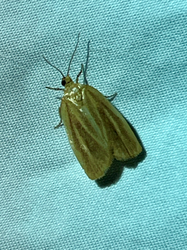 iNaturalist observation photo of Clemens' Clepsis Moth