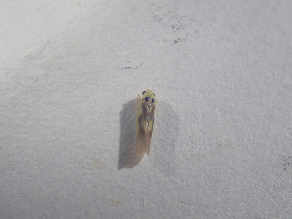 Arboridia erecta